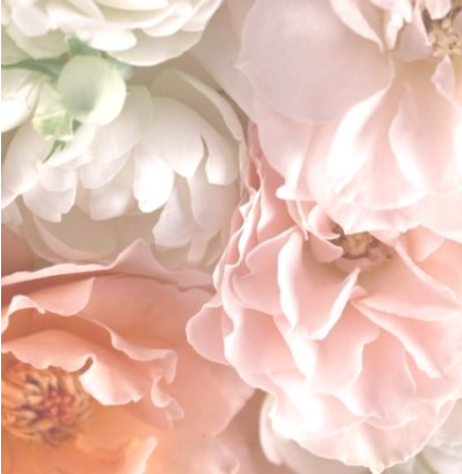 flower-background-5.png